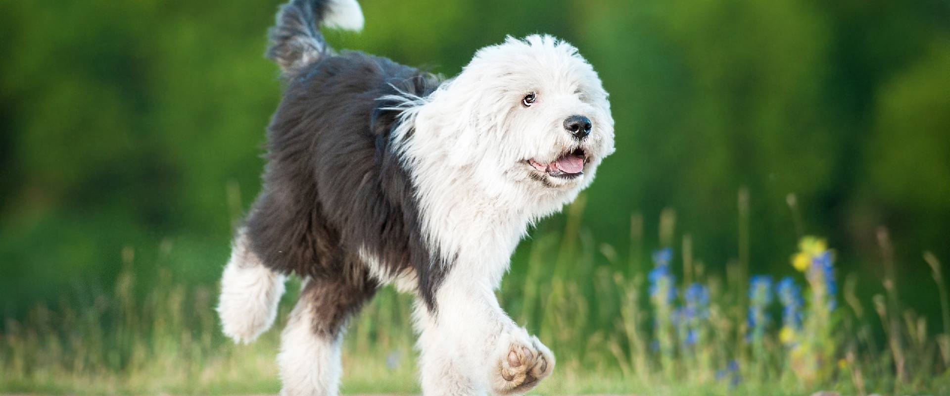 Olde store english sheepdog